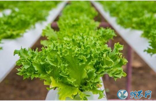 生菜怎么种?生产无公害生菜生物肥生产技术!