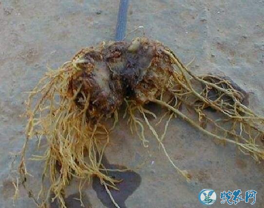 种植三七怎样用农药?中药材三七病虫害防治技术!