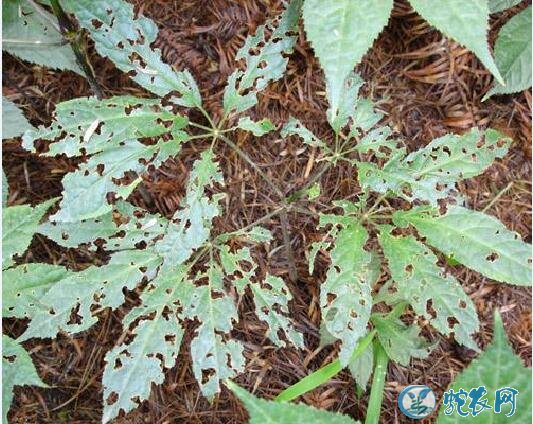 种植三七怎样用农药?中药材三七病虫害防治技术!