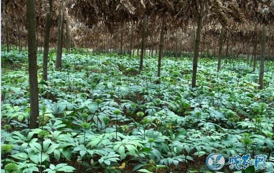 三七种植条件及技术要点?从引种到栽培技术分享!