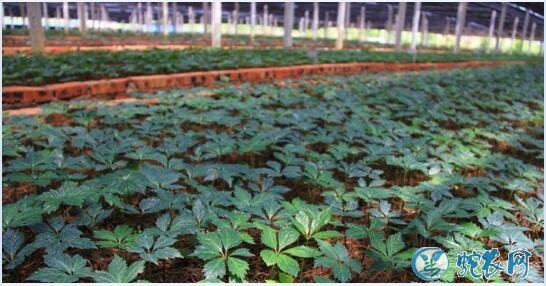 三七种植条件及技术要点?从引种到栽培技术分享!
