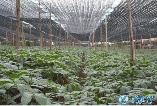 三七种植条件及技术要点?从引种到栽培技术分享!