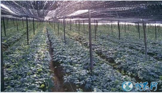 三七种植条件及技术要点?从引种到栽培技术分享!