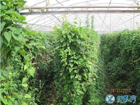 何首乌怎么种?何首乌种植与管理!