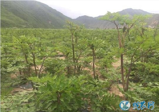 当归种植注意事项!当归早期抽薹怎么防治?