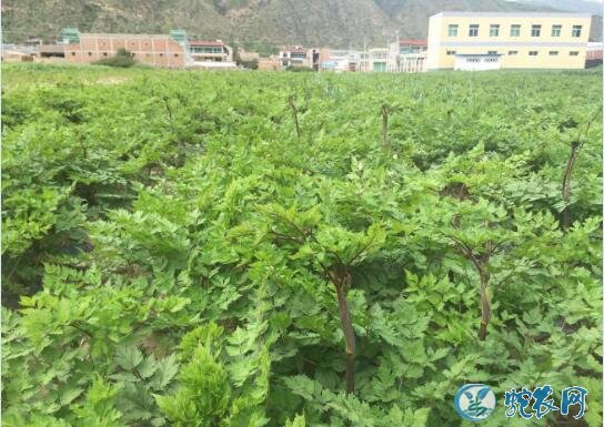当归种植注意事项!当归早期抽薹怎么防治?