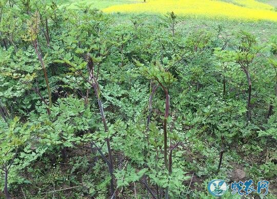 当归种植注意事项!当归早期抽薹怎么防治?