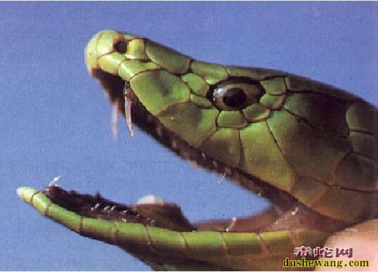 蛇的眼睛图片