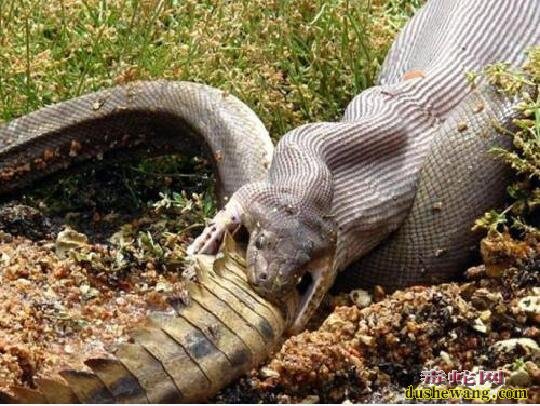 蟒蛇吃鳄鱼图片