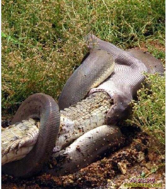 蟒蛇吃鳄鱼图片