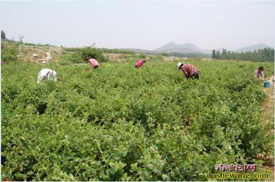 金银花种植方法