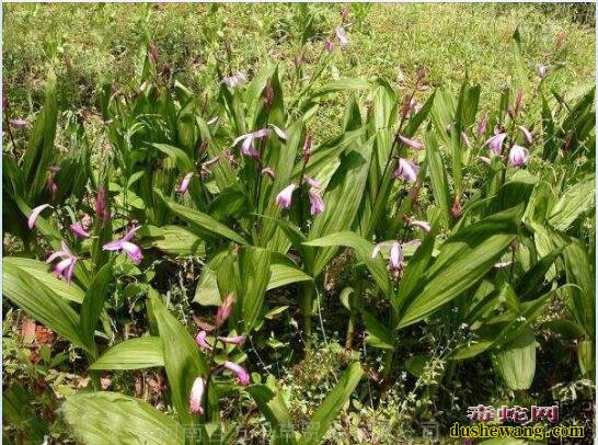 2020年种白芨赚钱吗?白芨的种植成本和效益分析!