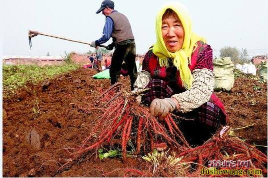 丹参种植:2020年丹参种植前景怎么样?