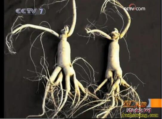 人参怎么种?山参林地栽培技术!