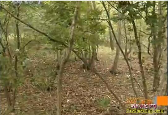 人参怎么种?山参林地栽培技术!