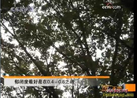 人参怎么种?山参林地栽培技术!