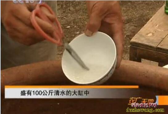 人参怎么种?山参林地栽培技术!