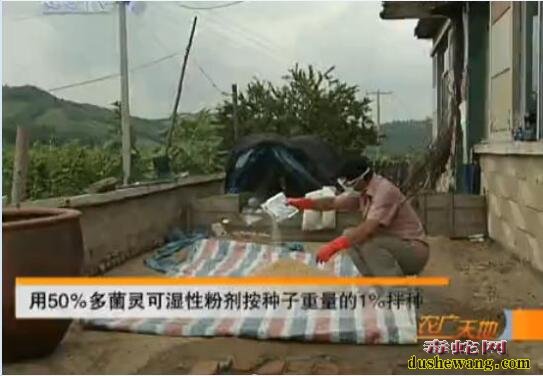 人参怎么种?山参林地栽培技术!