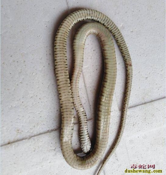 养蛇人水律蛇死亡解剖分析!