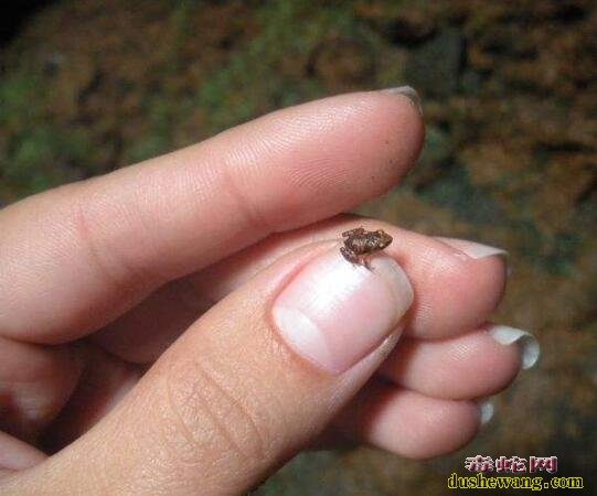 阿马乌童蛙!世界上最小的青蛙7.7毫米,最小可能只有一粒米大小!