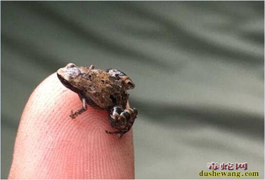 阿马乌童蛙！世界上最小的青蛙7.7毫米，最小可能只有一粒米大小！