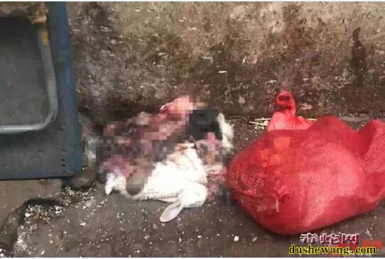 武汉肺炎病例出现市场：记者发现有野生动物尸体内脏散落！