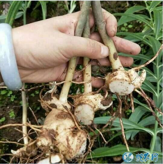 滇黄精种子、黄精种植品种的产地分布！