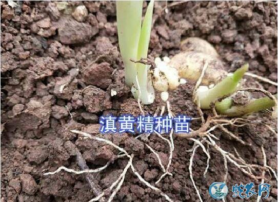 黄精怎么种?来了解一下怎样种植黄精?