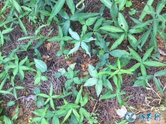 黄精怎么种?来了解一下怎样种植黄精?