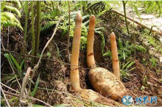 天麻种植