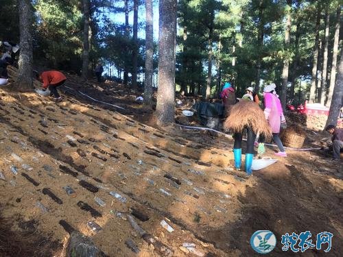 天麻种植方法、天麻地沟式栽培七要点！
