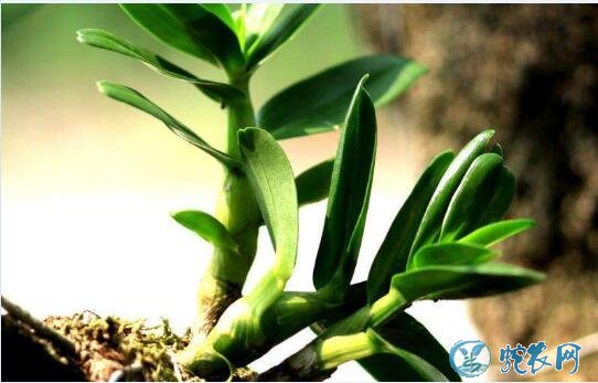 怎样种铁皮石斛?铁皮石斛栽植要做什么准备?