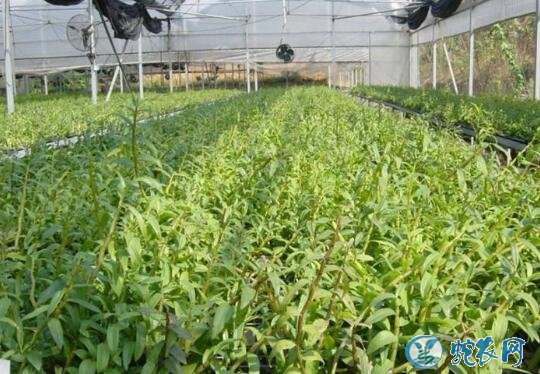 怎样种铁皮石斛?铁皮石斛栽植要做什么准备?