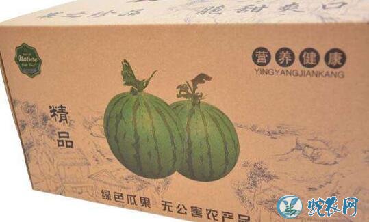 西瓜怎样种?礼品西瓜栽培技术要点!