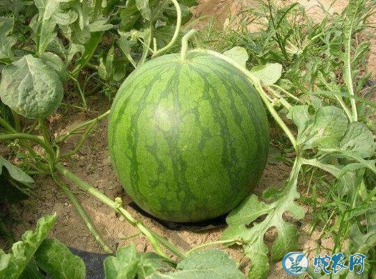 如何种西瓜、无籽西瓜的栽培技术!