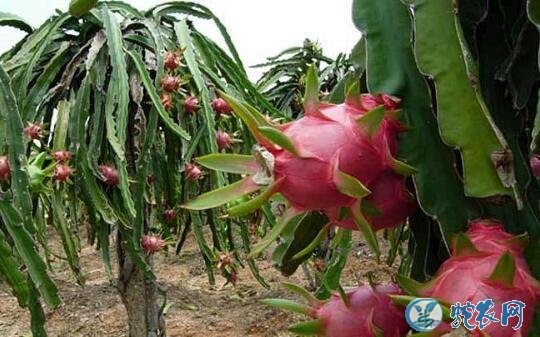 种植火龙果赚钱吗？2020年火龙果种植前景怎么样？