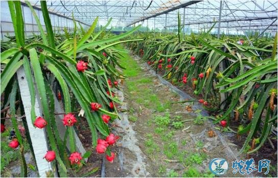 北方可以种植火龙果吗？种植火龙果什么时候施肥好？