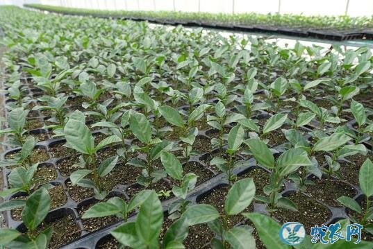 哪里能买到百香果苗?百香果装袋苗育苗技术分享!