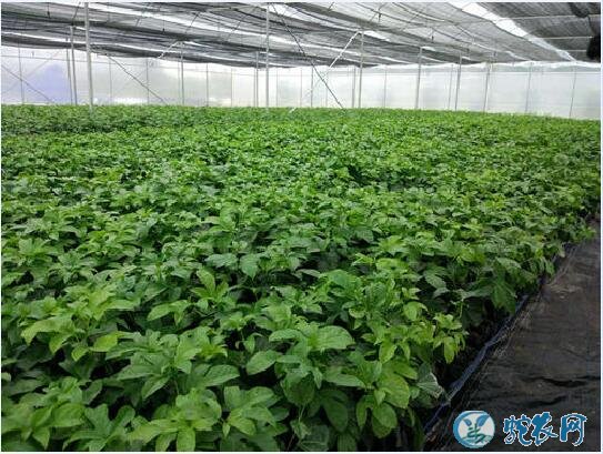 哪里能买到百香果苗?百香果装袋苗育苗技术分享!