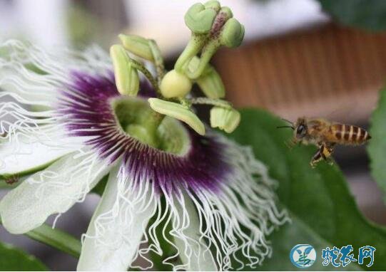 种百香果、百香果种植技术人工授粉技术!