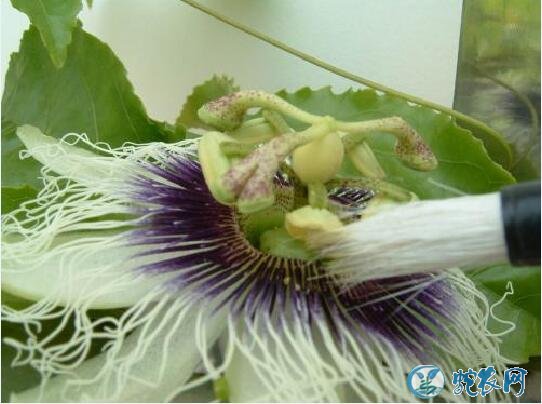 种百香果、百香果种植技术人工授粉技术!