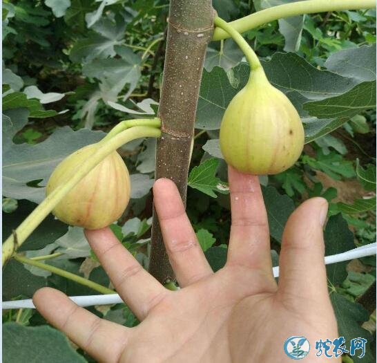 无花果种苗、斯特拉无花果丰产栽培技术！