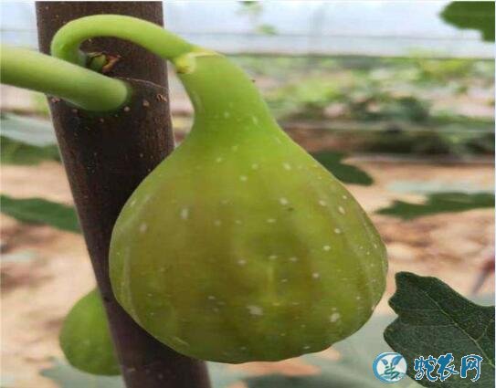 无花果种苗、斯特拉无花果丰产栽培技术！