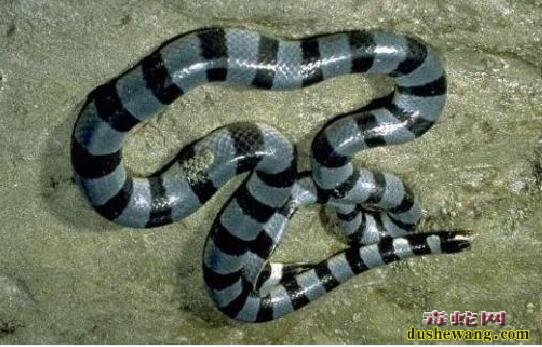 蓝灰扁尾海蛇