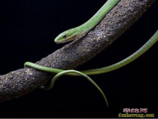 糙鳞绿树蛇