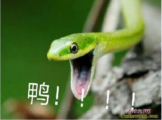 糙鳞绿树蛇