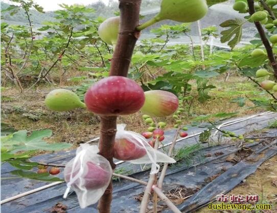 无花果品种、斯特拉无花果怎么样?