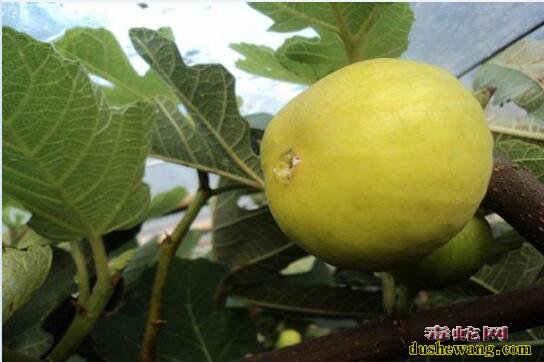 无花果品种、斯特拉无花果怎么样?