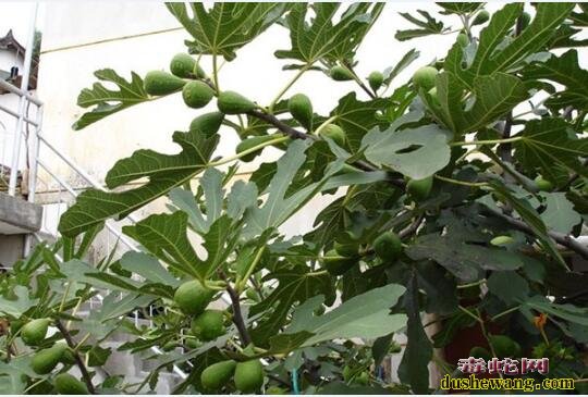 无花果品种、斯特拉无花果怎么样?