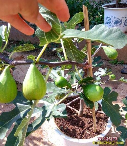 无花果品种、斯特拉无花果怎么样?